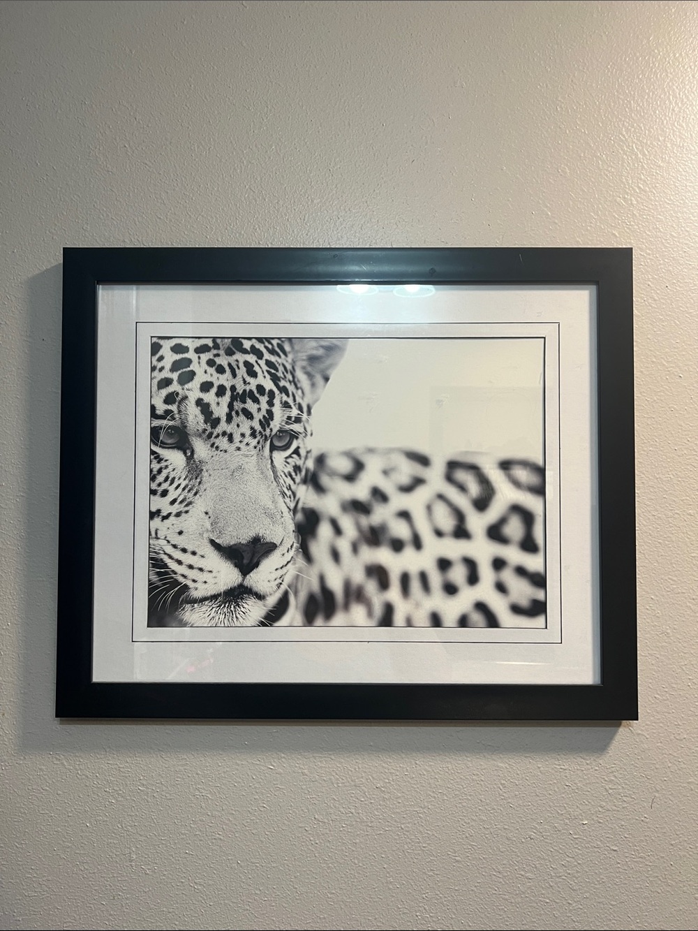 Black and White Leopard Wall Art Framed Print 22x18